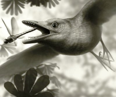 Ancient Birds Flew Over Dinosaurs' Heads